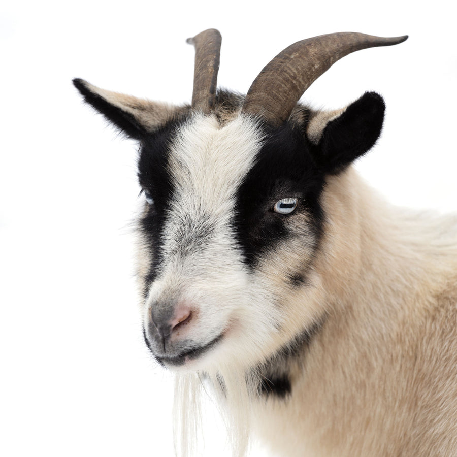 Pippa the Goat IV Mural Wallpaper