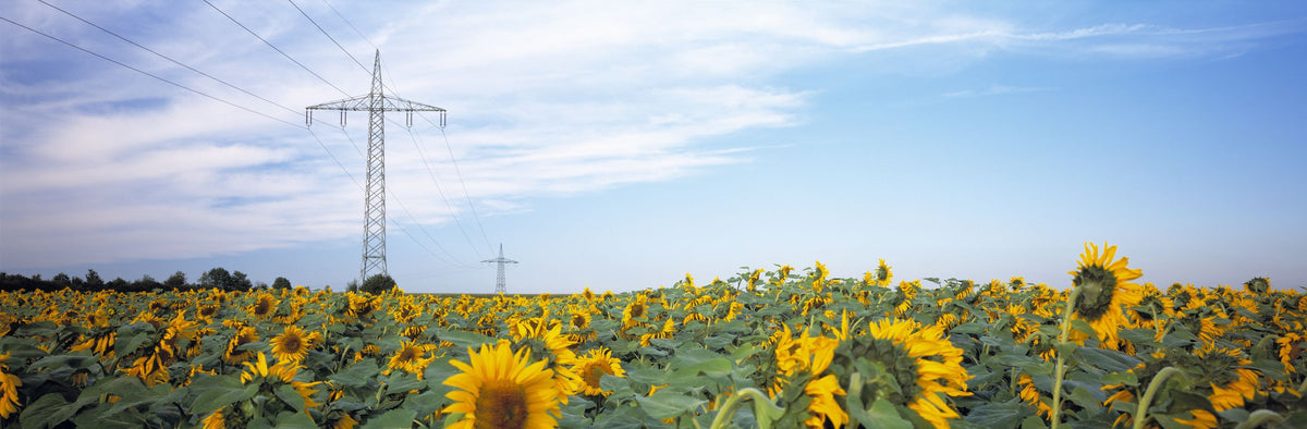 Sunflowers & Steel Mural Wallpaper - pure wallpaper artwork