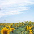 Sunflowers & Steel Mural Wallpaper - pure wallpaper artwork