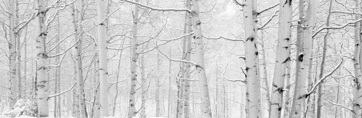 Frost-Kissed Birches Mural Wallpaper - pure wallpaper artwork