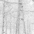 Frost-Kissed Birches Mural Wallpaper - pure wallpaper artwork