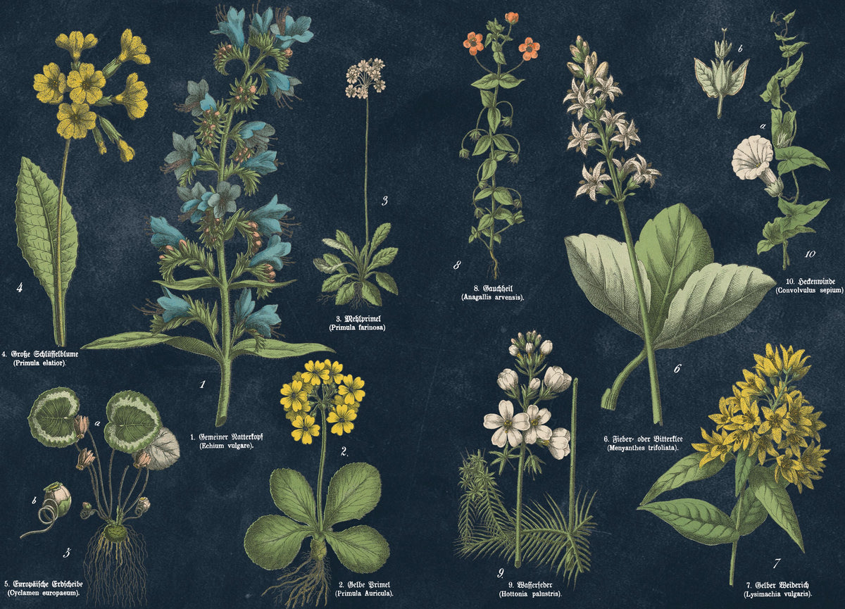 Botanical Floral Chart I Dark Blue Mural Wallpaper - pure wallpaper artwork