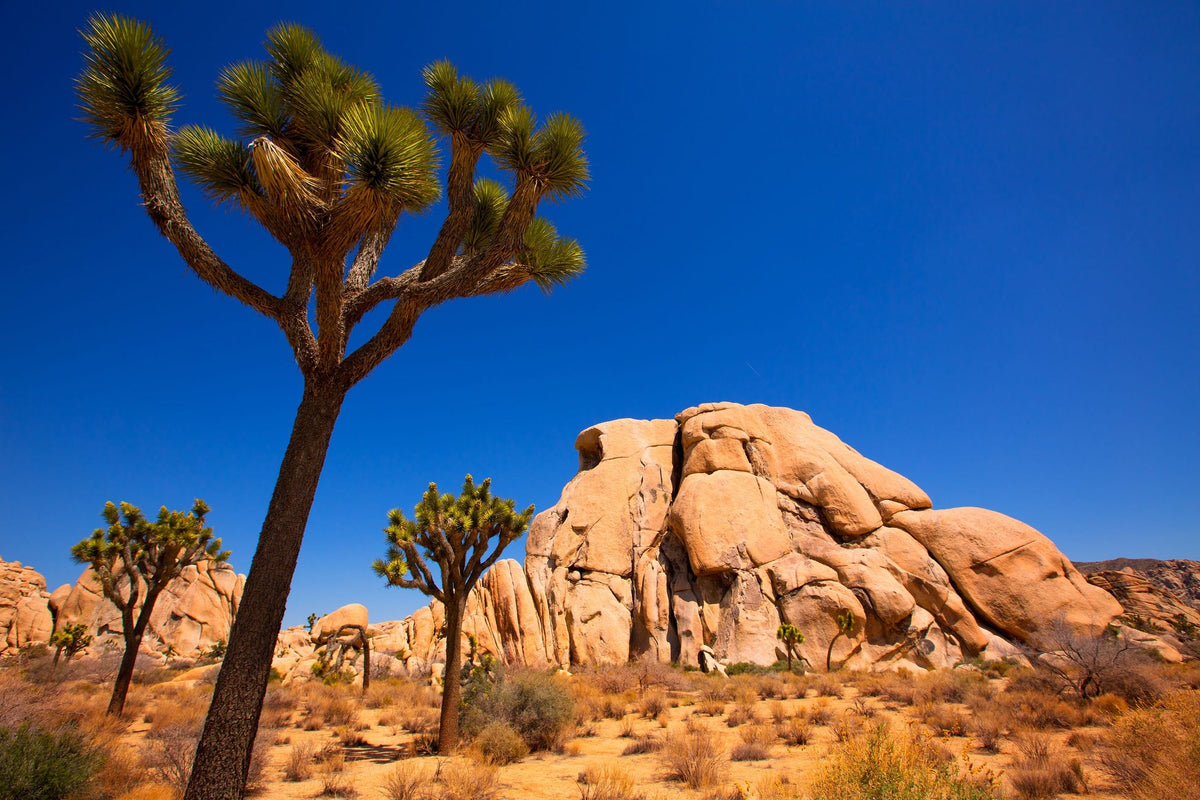 Joshua Tree Mural Wallpaper - pure wallpaper artwork