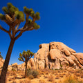 Joshua Tree Mural Wallpaper - pure wallpaper artwork