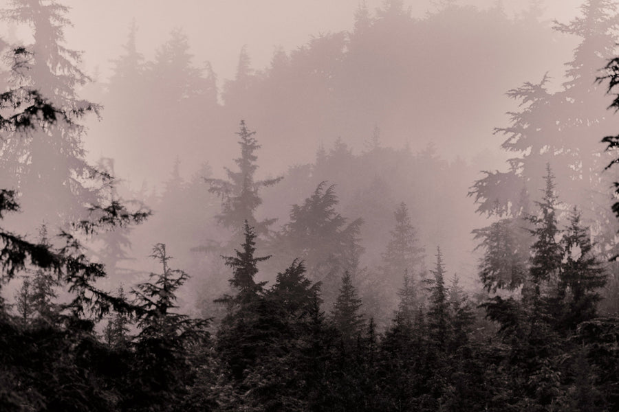 Mystery Wood I Mural Wallpaper