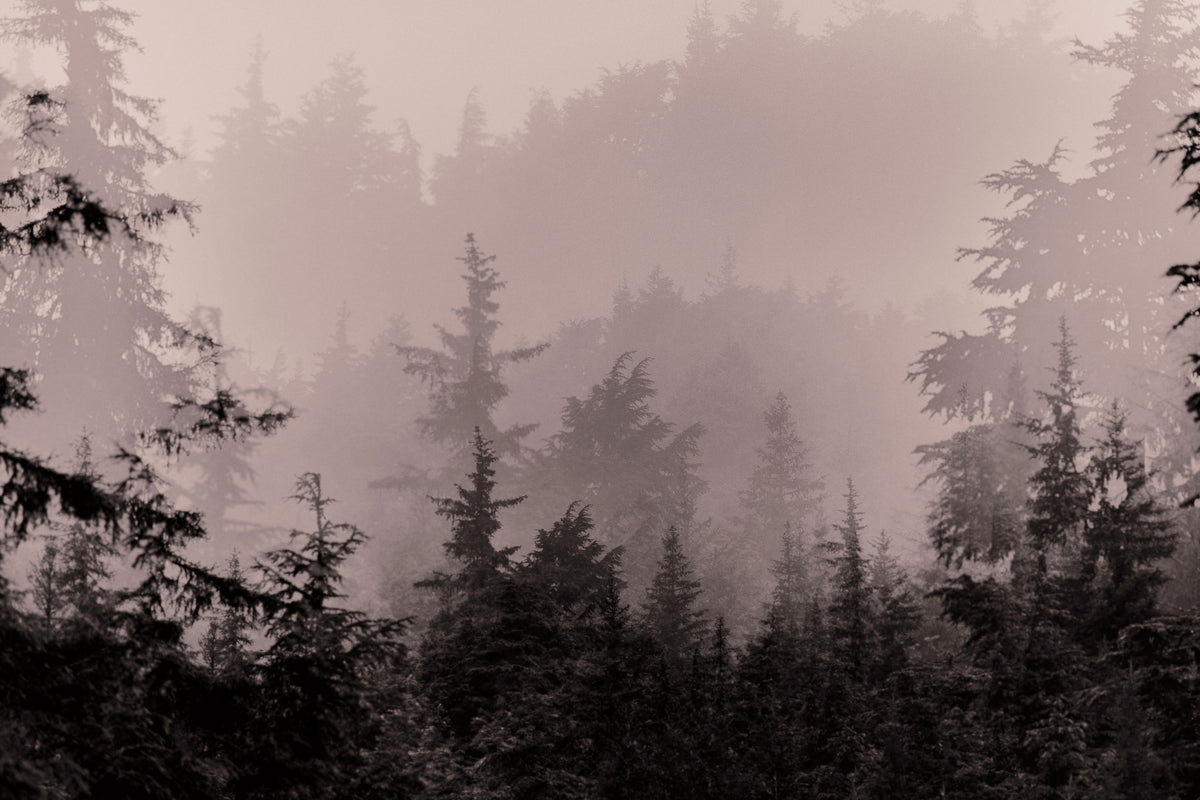 Mystery Wood I Mural Wallpaper - pure wallpaper artwork