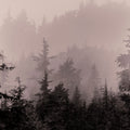 Mystery Wood I Mural Wallpaper - pure wallpaper artwork