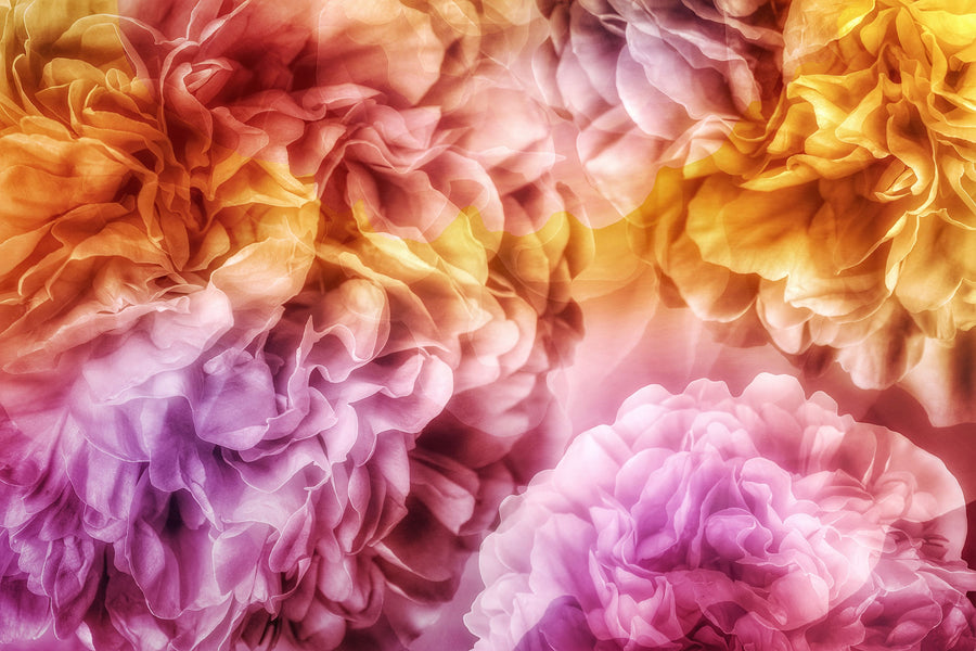 Peony Dreams Mural Wallpaper