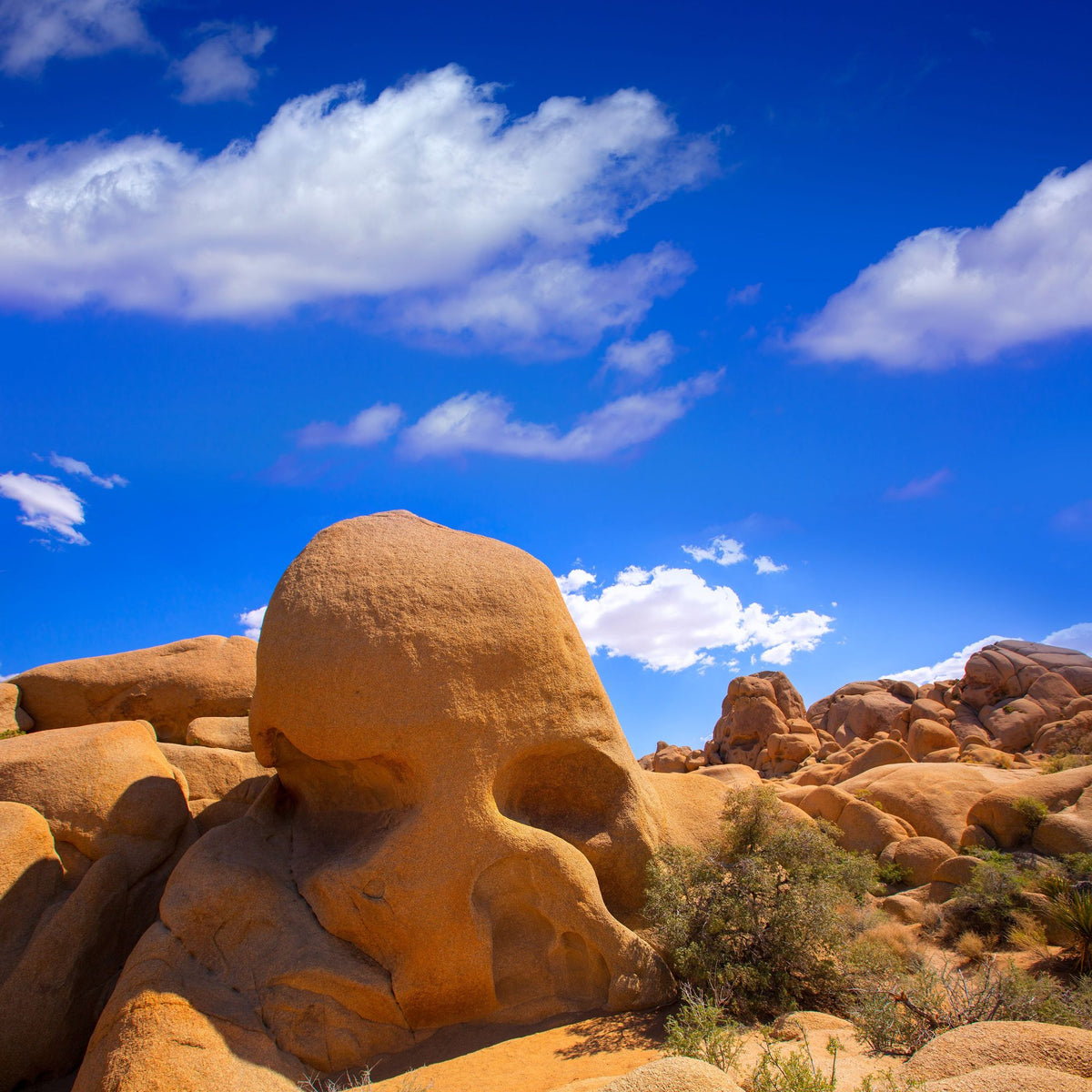 Joshua Tree Blue VI Mural Wallpaper - pure wallpaper artwork