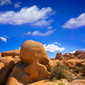 Joshua Tree Blue VI Mural Wallpaper - pure wallpaper artwork