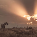 Faded Sunset Mural Wallpaper - pure wallpaper artwork