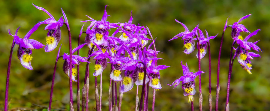 Calypso Bulbosa Bloom Mural Wallpaper