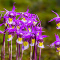 Calypso Bulbosa Bloom Mural Wallpaper - pure wallpaper artwork