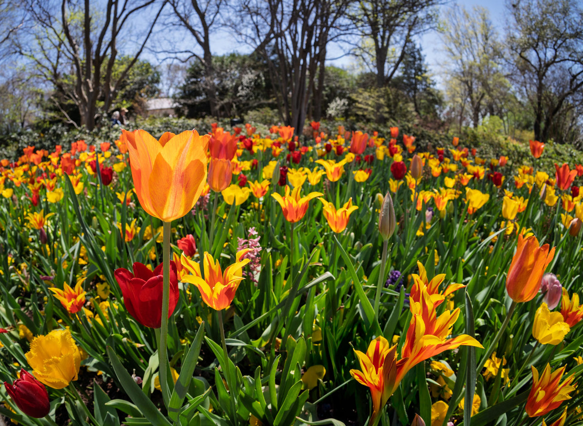 Vibrant Tulip Bloom Mural Wallpaper - pure wallpaper artwork
