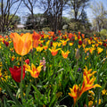 Vibrant Tulip Bloom Mural Wallpaper - pure wallpaper artwork