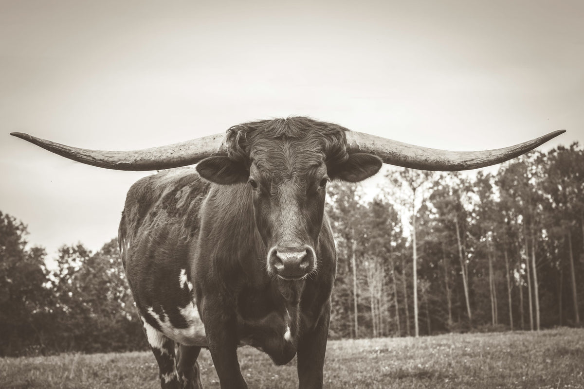 Longhorn Pastures Sepia Mural Wallpaper - pure wallpaper artwork