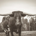 Longhorn Pastures Sepia Mural Wallpaper - pure wallpaper artwork