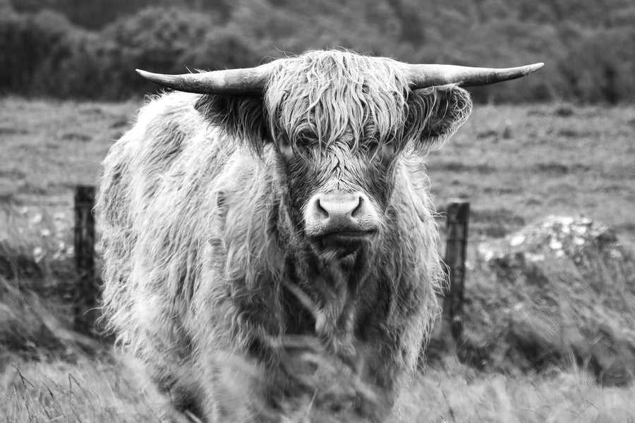 Happy Highland Portrait Mural Wallpaper