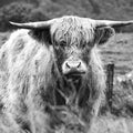 Happy Highland Portrait Mural Wallpaper - pure wallpaper artwork