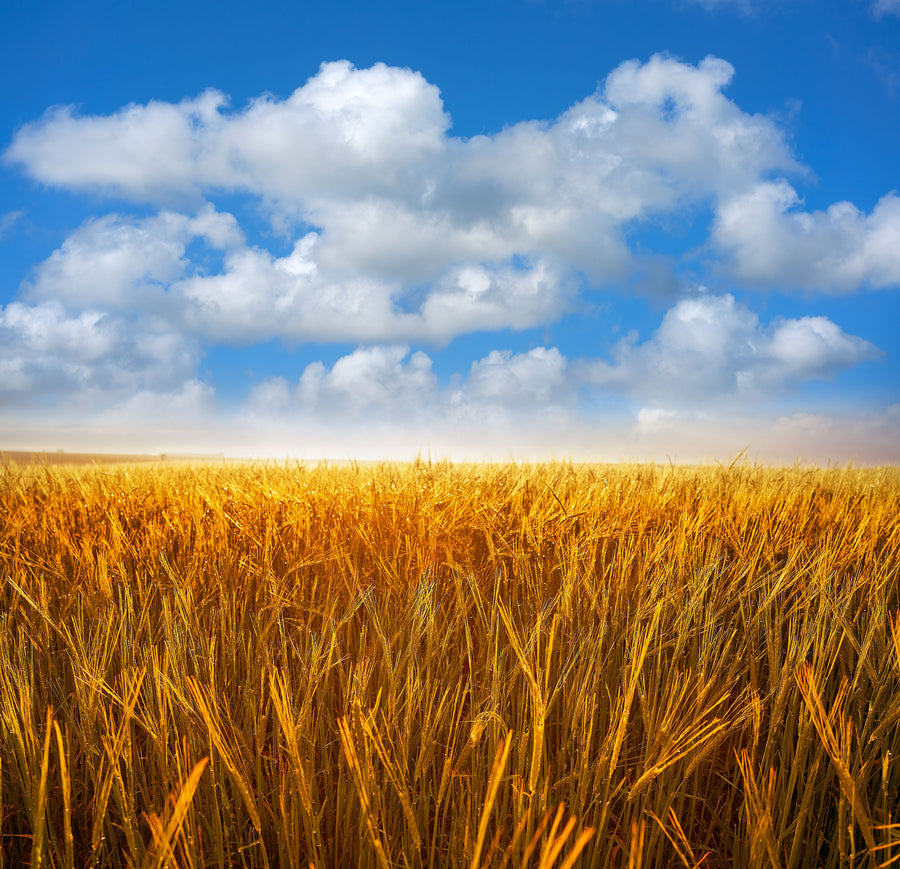 Amber Field Sky Mural Wallpaper