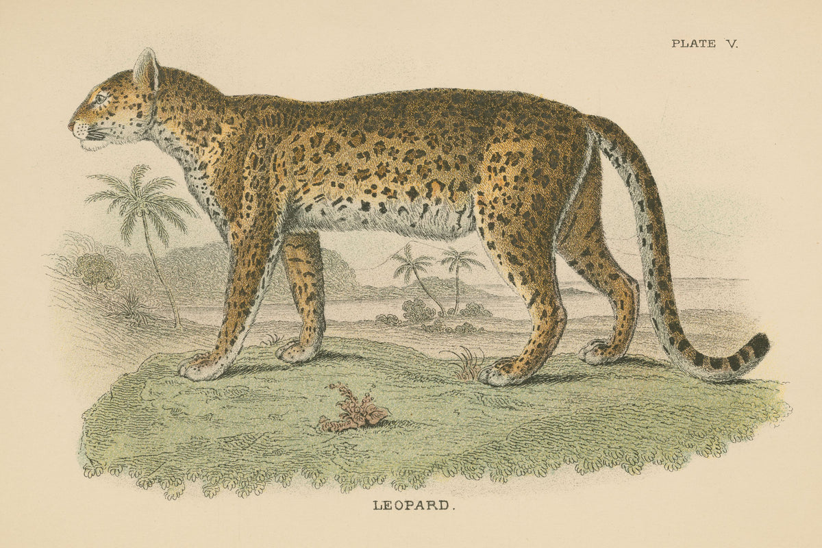 Vintage Leopard Mural Wallpaper - pure wallpaper artwork