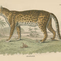 Vintage Leopard Mural Wallpaper - pure wallpaper artwork