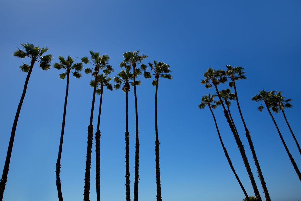 Valerie Palms Mural Wallpaper - pure wallpaper artwork