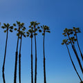 Valerie Palms Mural Wallpaper - pure wallpaper artwork