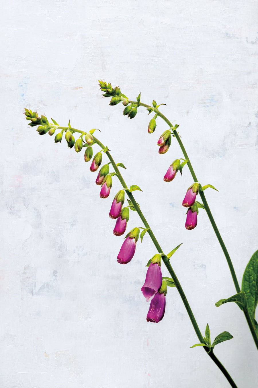 Bending Foxgloves Mural Wallpaper