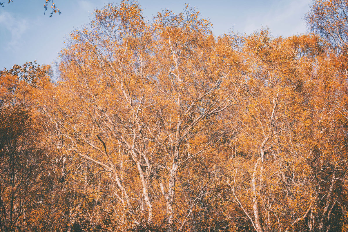 Amber Birch Woods Mural Wallpaper - pure wallpaper artwork