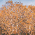 Amber Birch Woods Mural Wallpaper - pure wallpaper artwork