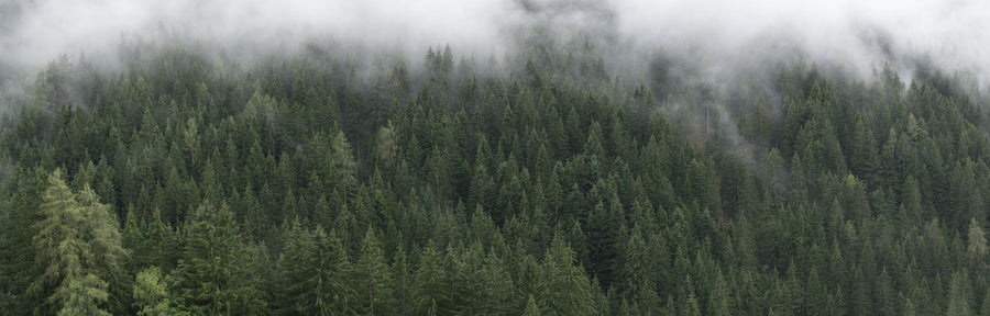 Foggy Treetops Mural Wallpaper