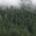 Foggy Treetops Mural Wallpaper - pure wallpaper artwork