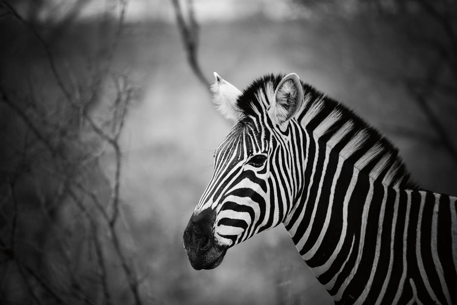 Black and White Zebra Mural Wallpaper