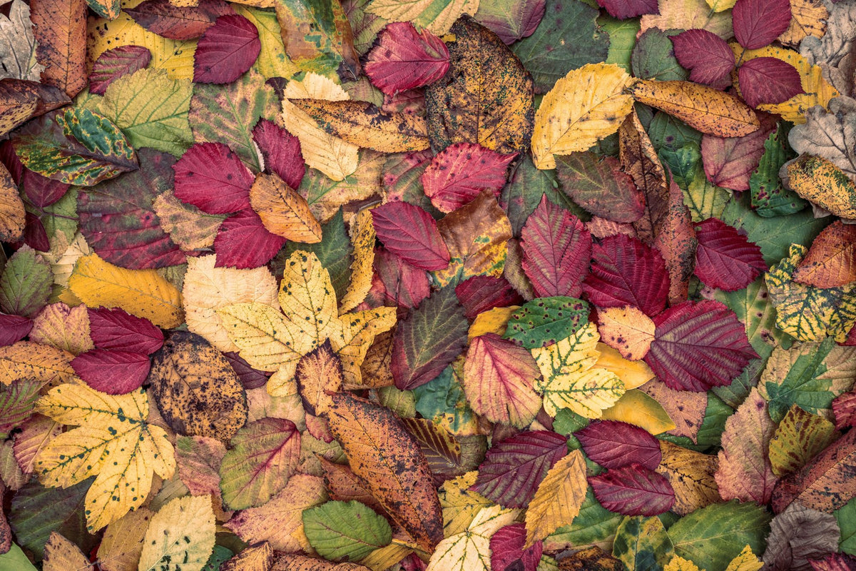 Fall Color Burst Mural Wallpaper - pure wallpaper artwork