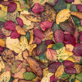 Fall Color Burst Mural Wallpaper - pure wallpaper artwork