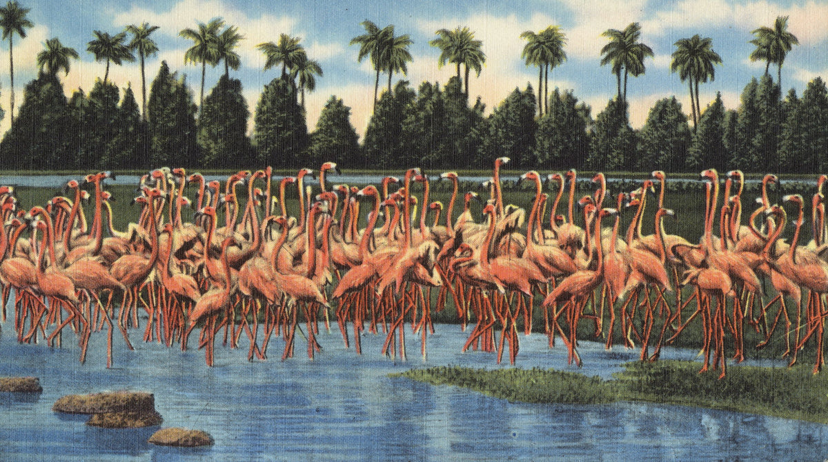 Flamingos Mural Wallpaper - pure wallpaper artwork
