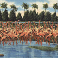 Flamingos Mural Wallpaper - pure wallpaper artwork