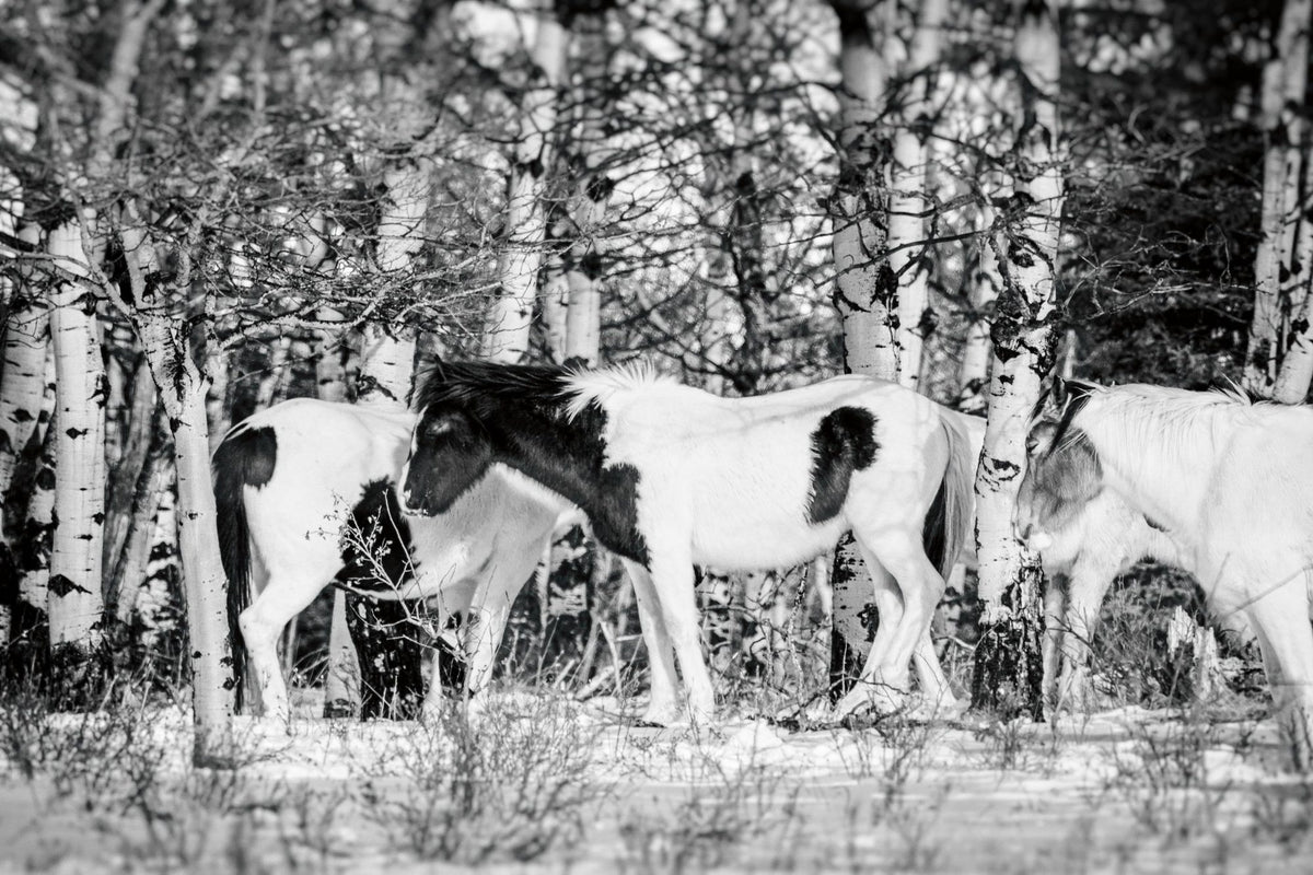 Winter Herd Mural Wallpaper - pure wallpaper artwork