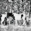 Winter Herd Mural Wallpaper - pure wallpaper artwork