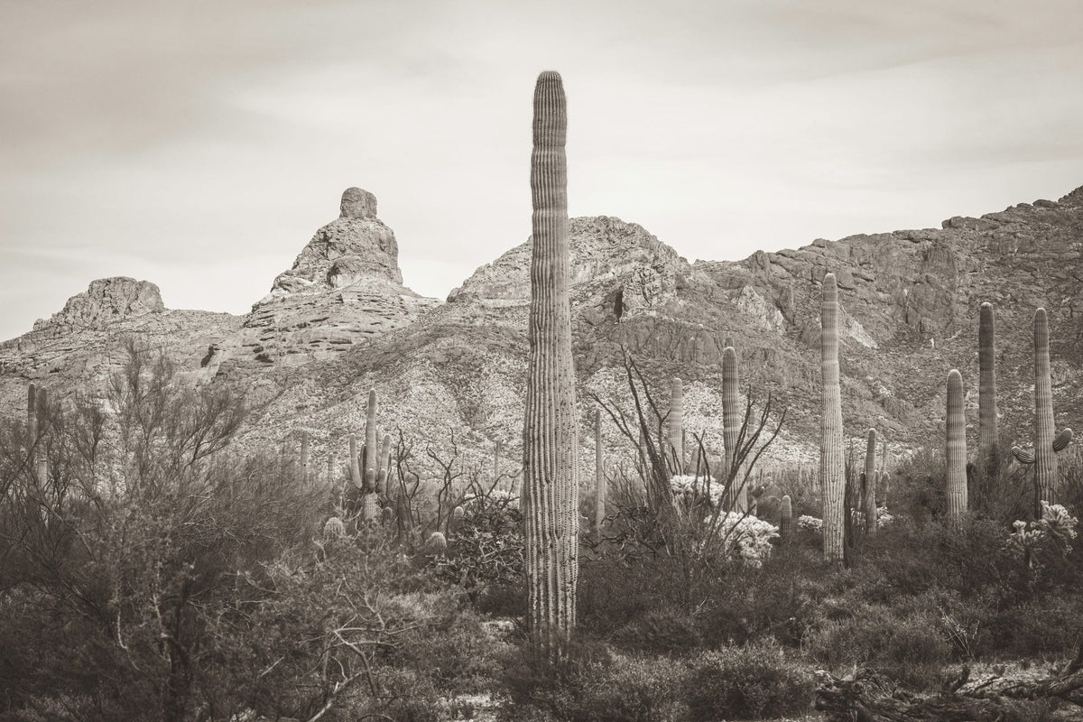 Desert Mornings Mural Wallpaper - pure wallpaper artwork