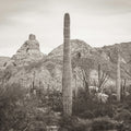 Desert Mornings Mural Wallpaper - pure wallpaper artwork
