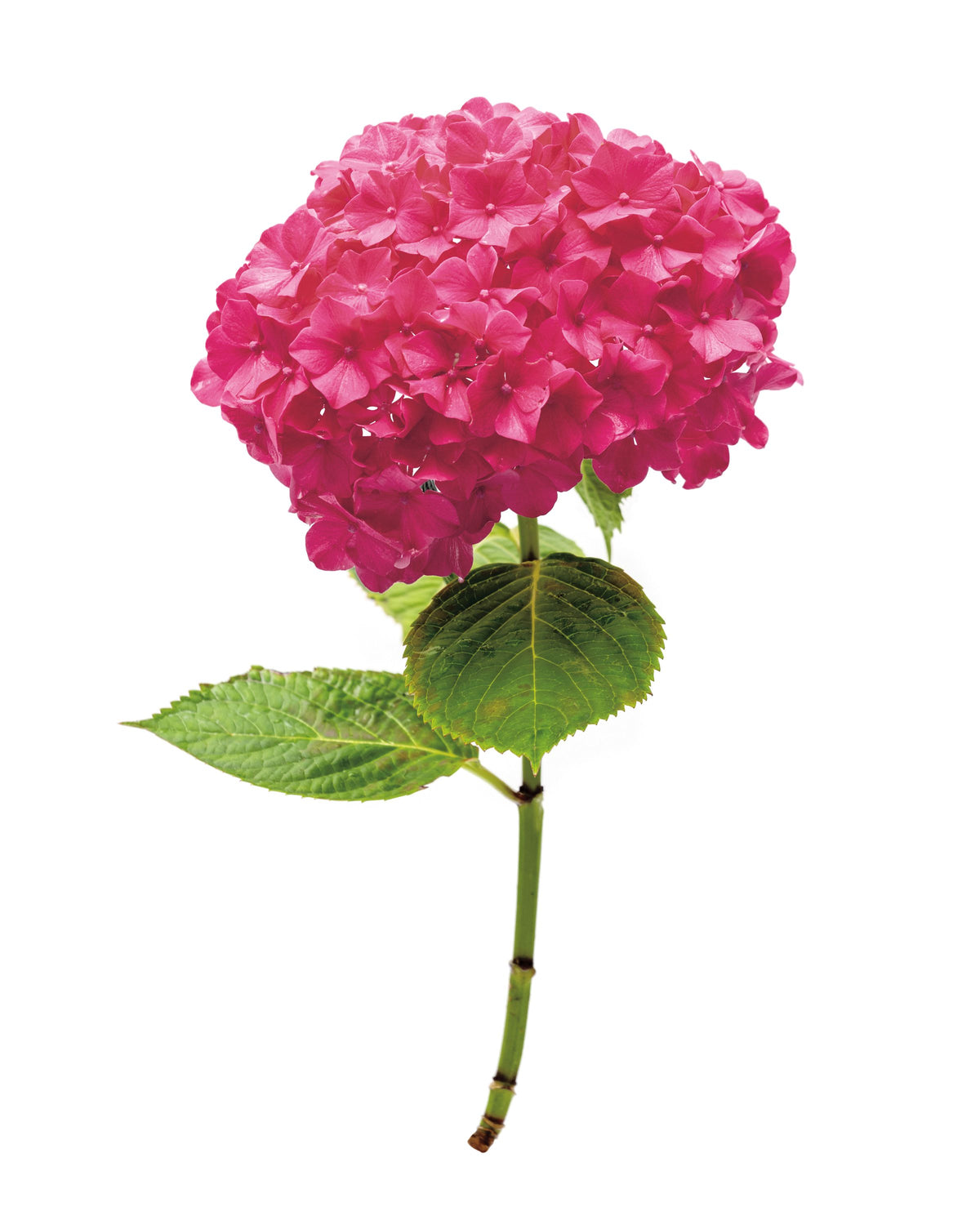 Providence Hydrangea II Mural Wallpaper - Light Tone - pure wallpaper artwork