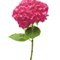 Providence Hydrangea II Mural Wallpaper - Light Tone - pure wallpaper artwork