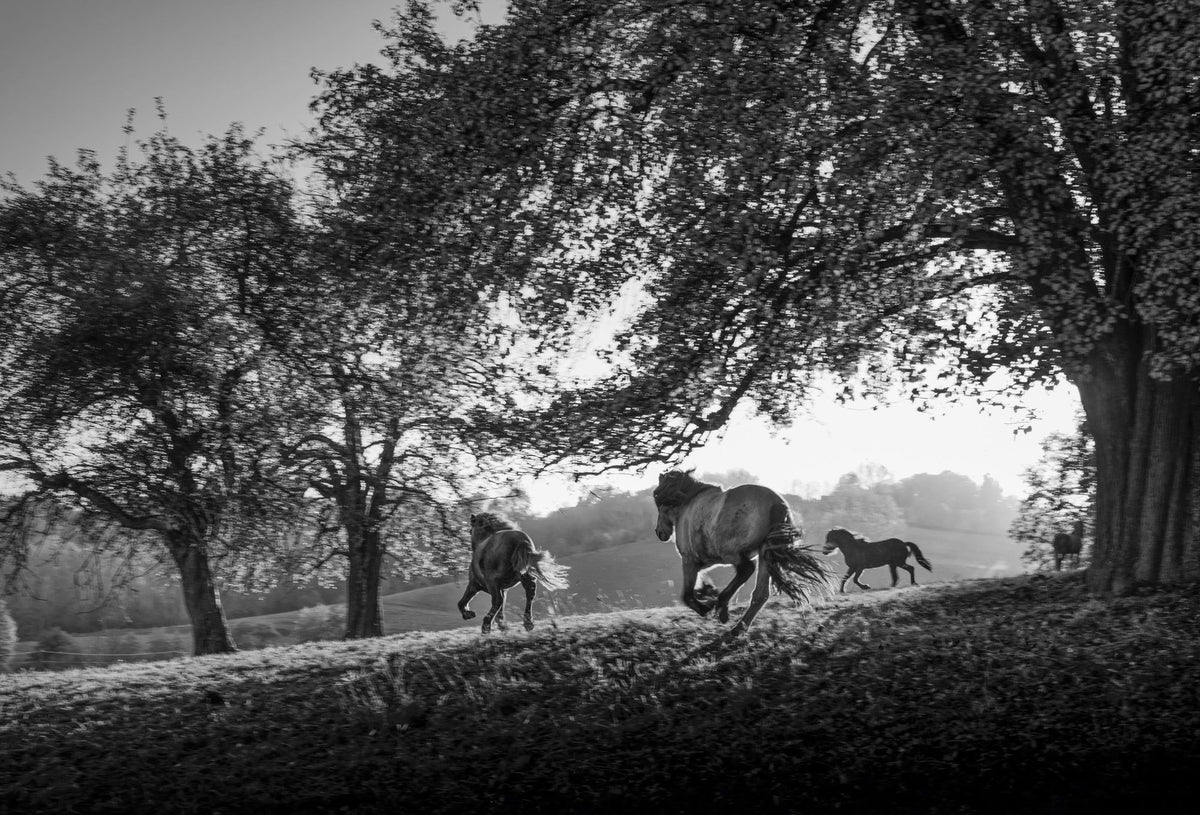 Woodland Sprint Mural Wallpaper - pure wallpaper artwork