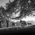 Woodland Sprint Mural Wallpaper - pure wallpaper artwork