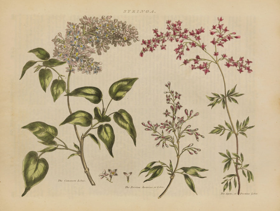 Herbal Botanical I Mural Wallpaper