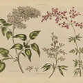 Herbal Botanical I Mural Wallpaper - pure wallpaper artwork