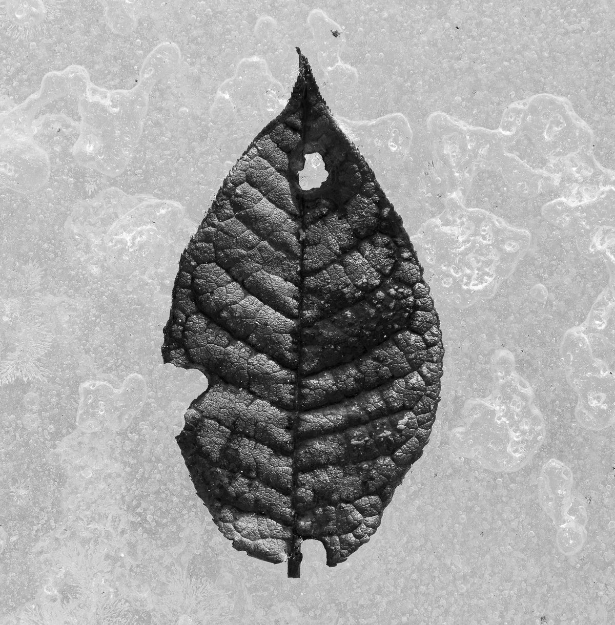 Frozen Leaf Mural Wallpaper - pure wallpaper artwork