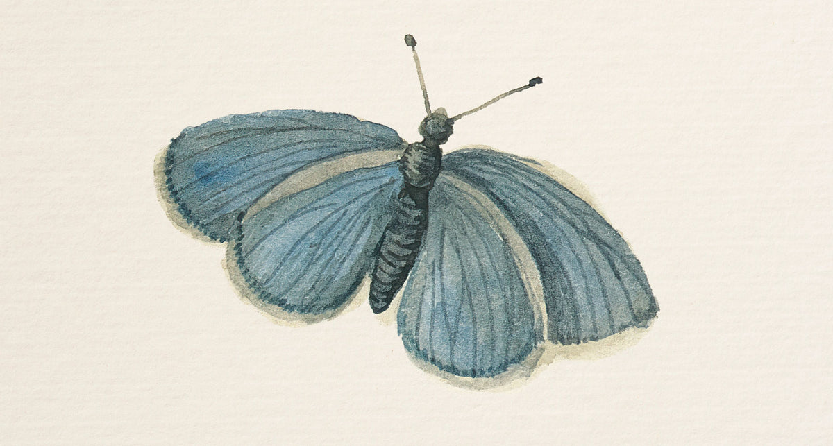 Honeybloom Butterfly I Mural Wallpaper - pure wallpaper artwork